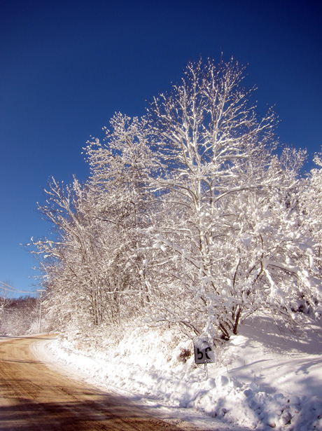 Snow Tree